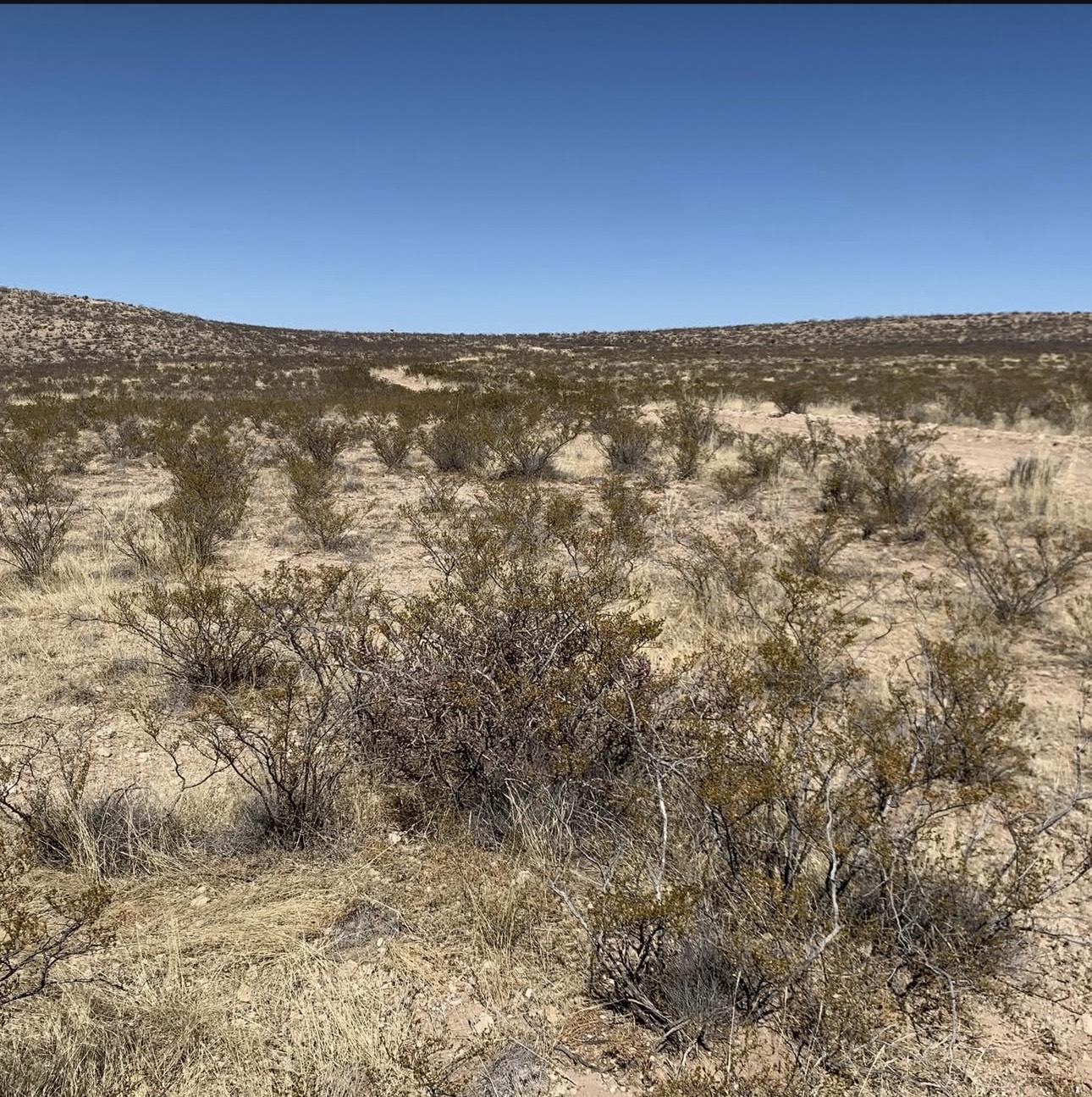 Property ID # 69528 (40 acres) & Property ID # 70303 (20 acres), Hudspeth County, Texas