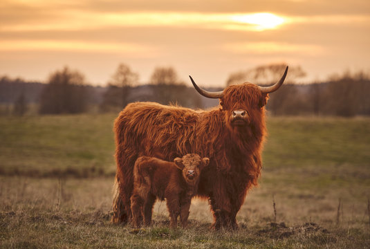 Highland Cattle For Sale-Demo