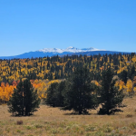 The “Unrestricted” Gold Mine: Why America’s Hunger for Small, Free Land Is a Seller’s Opportunity