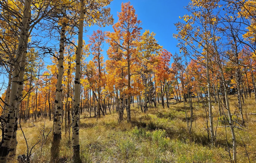 491 Abandoned Rail Rd, Fairplay, Colorado, 80440