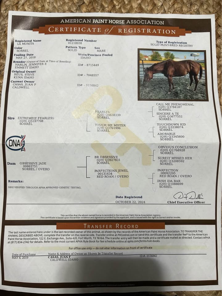 Beauty Quarter Horse Filly (Cutter)
