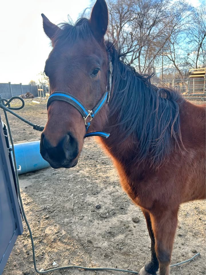 Beauty Quarter Horse Filly (Cutter)