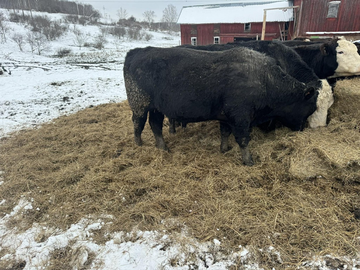 Black Angus Bull – New Berlin, New York