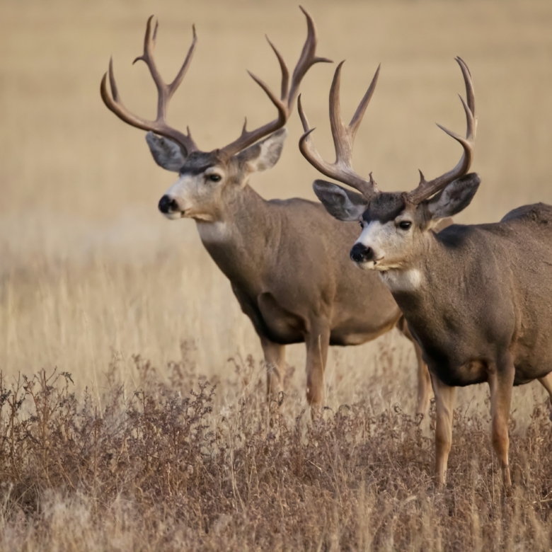 Top Texas Regions for Building a Weekend Hunting Cabin