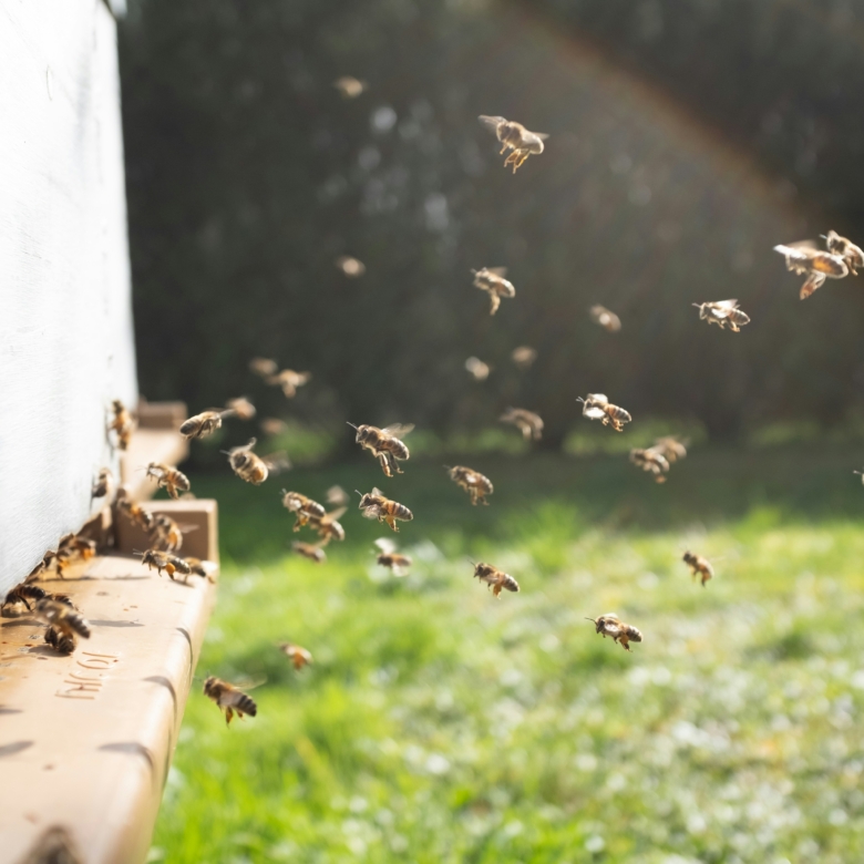 How to Find the Right Land for Beekeeping in Texas (And How the Ag Exemption Can Save You Thousands)