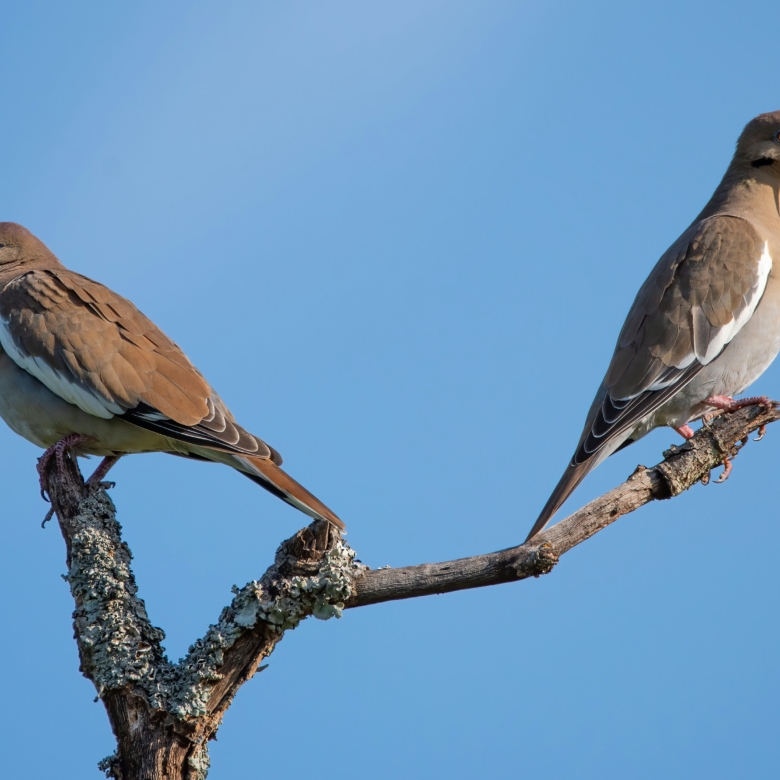 Dove Season Opens Statewide September 1: What It Means If You’re Shopping for Texas Land