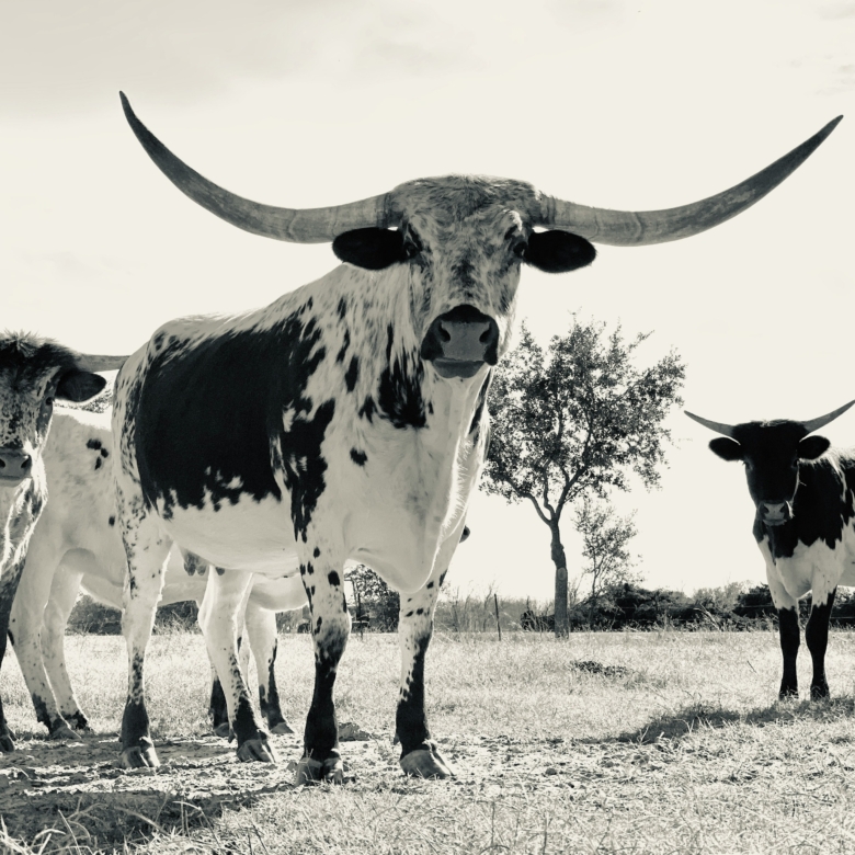 Wildlife Exemption vs. Ag Exemption in Texas: What New Landowners Get Wrong